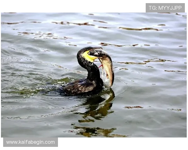 AG旗舰厅全站登录方便快捷，快速进入娱乐平台体验精彩瞬间